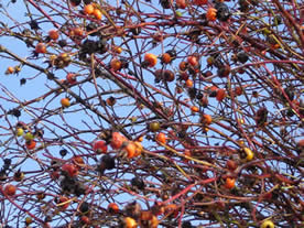 rose hips late winter