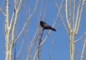 crow on cottonwood
